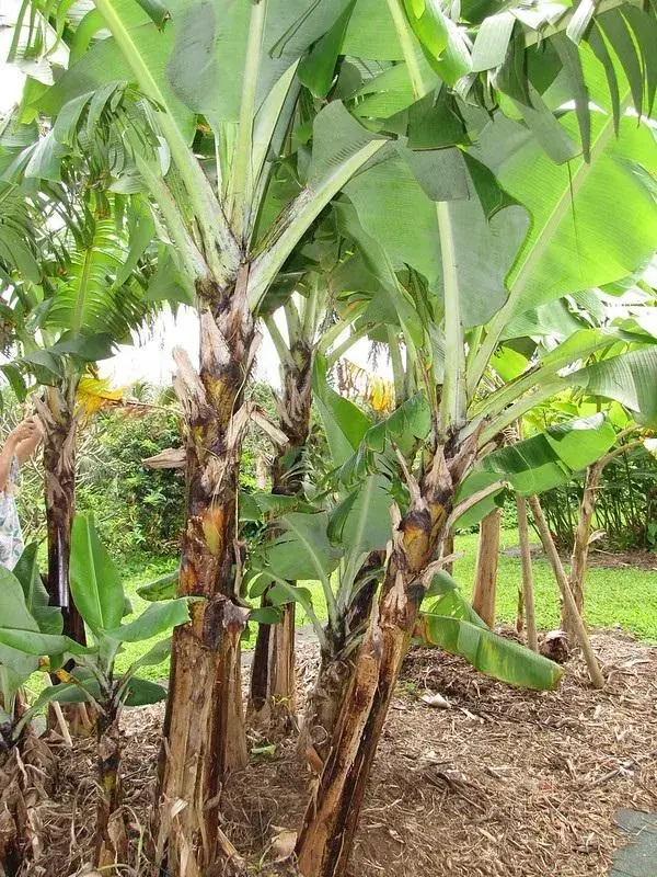 Thumbnail: Banana - Musa Dwarf Cavendish​