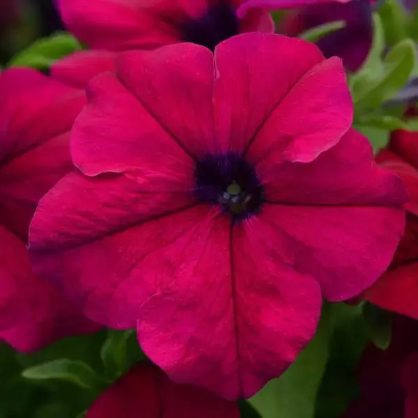 Thumbnail: Petunia - Dreams - 10ct.