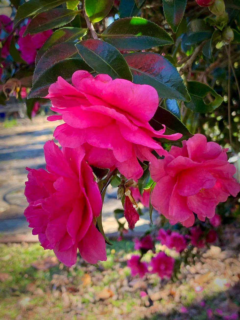Thumbnail: Camellia Sasanqua - Shishi Gashira 
