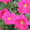 Thumbnail: Petunia - Dreams - 10ct.