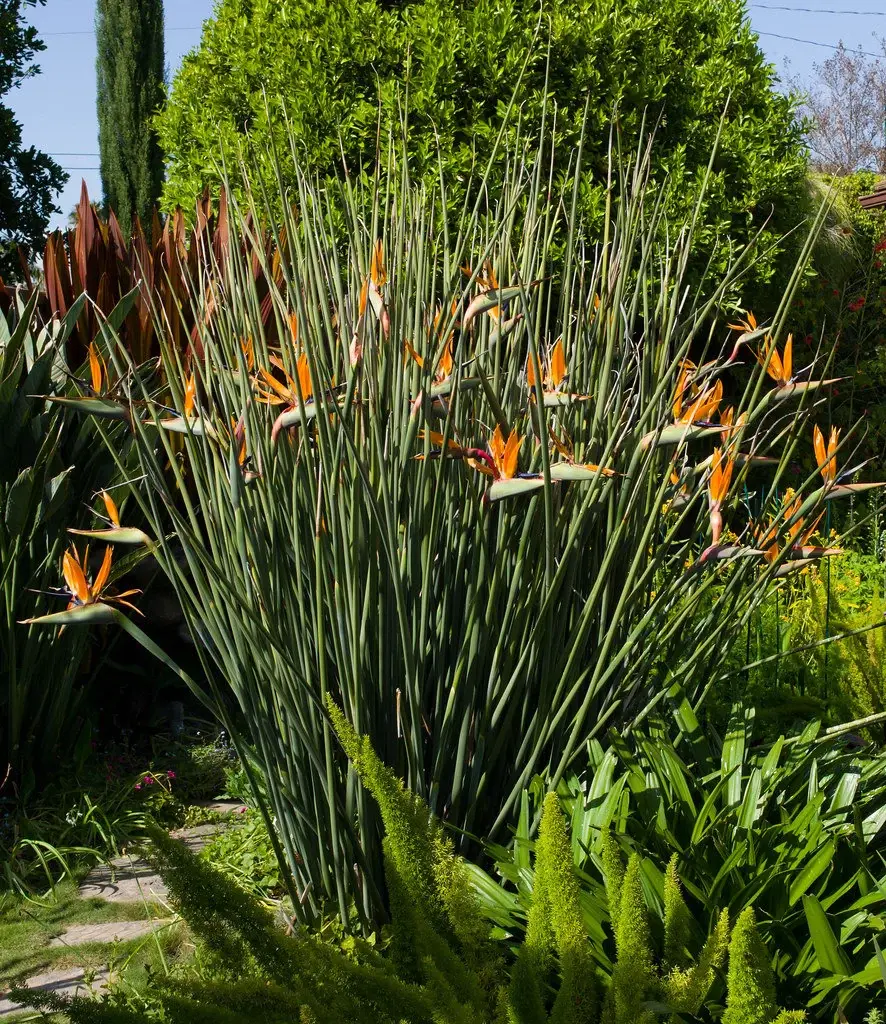 Thumbnail: Bird of Paradise - Leafless Juncea