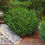 Thumbnail: Boxwood - Wintergreen