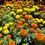Thumbnail: Marigold - Taishan African - 10ct.