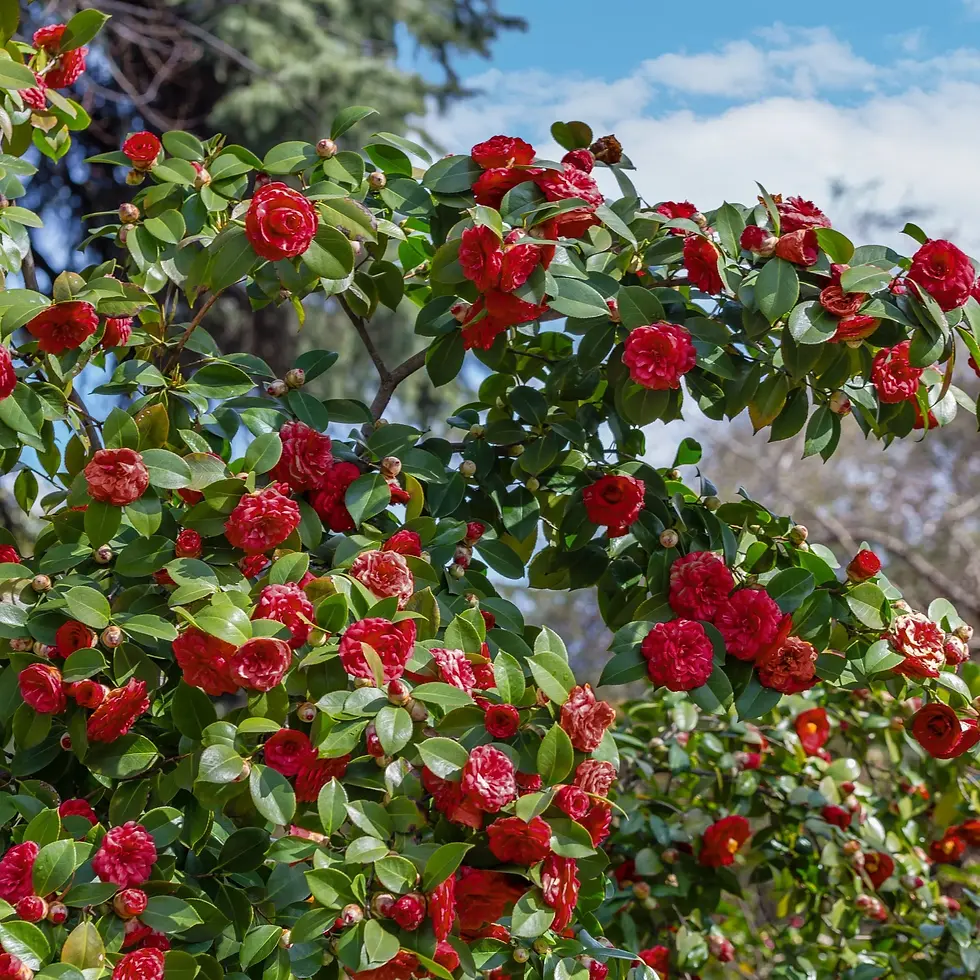 Thumbnail: Camellia Japonica - Kramers Supreme