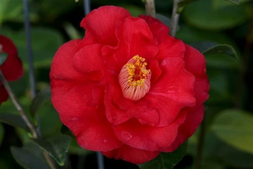 Thumbnail: Camellia Japonica - Don Mac
