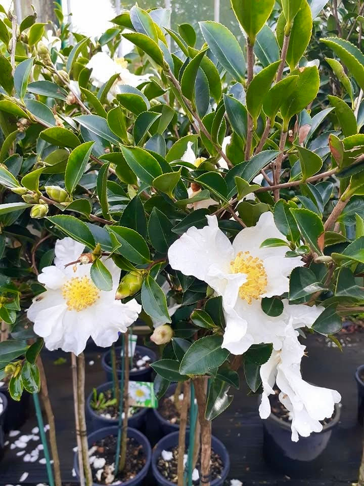 Thumbnail: Camellia Sasanqua - Setsugekka 