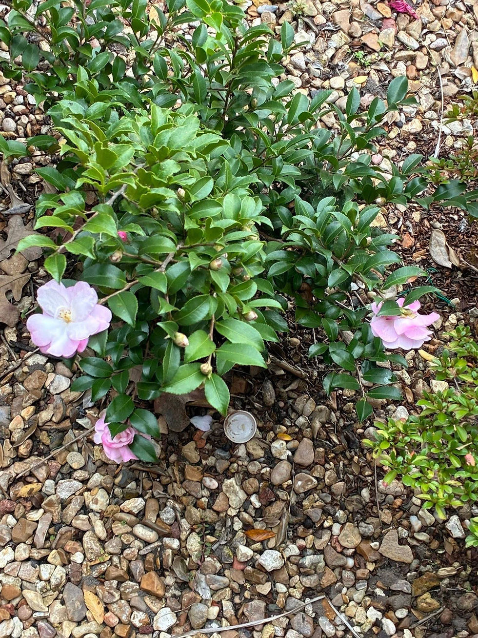 Thumbnail: Camellia Sasanqua - Cotton Candy 