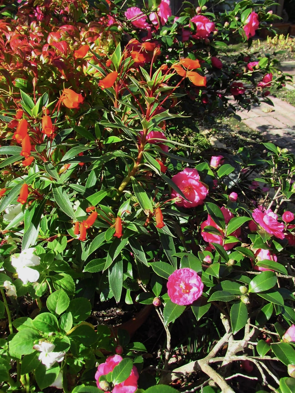Thumbnail: Camellia Sasanqua - Shishi Gashira 