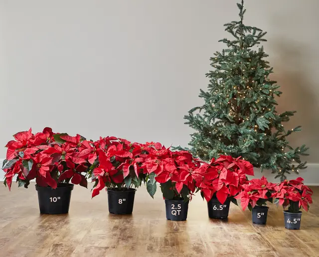 Thumbnail: Poinsettia (Red/White/Pink)
