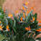 Thumbnail: Bird of Paradise - Reginae Orange