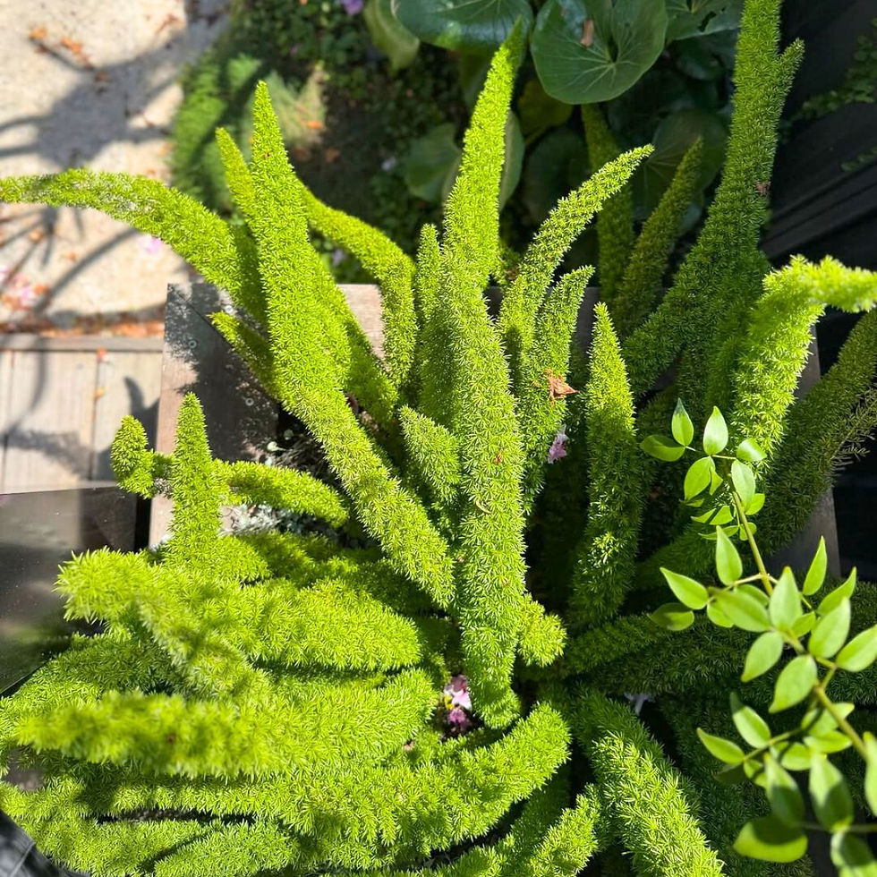 Thumbnail: Fern - Foxtail Fern