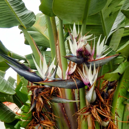 Thumbnail: Bird of Paradise - Nicolai White