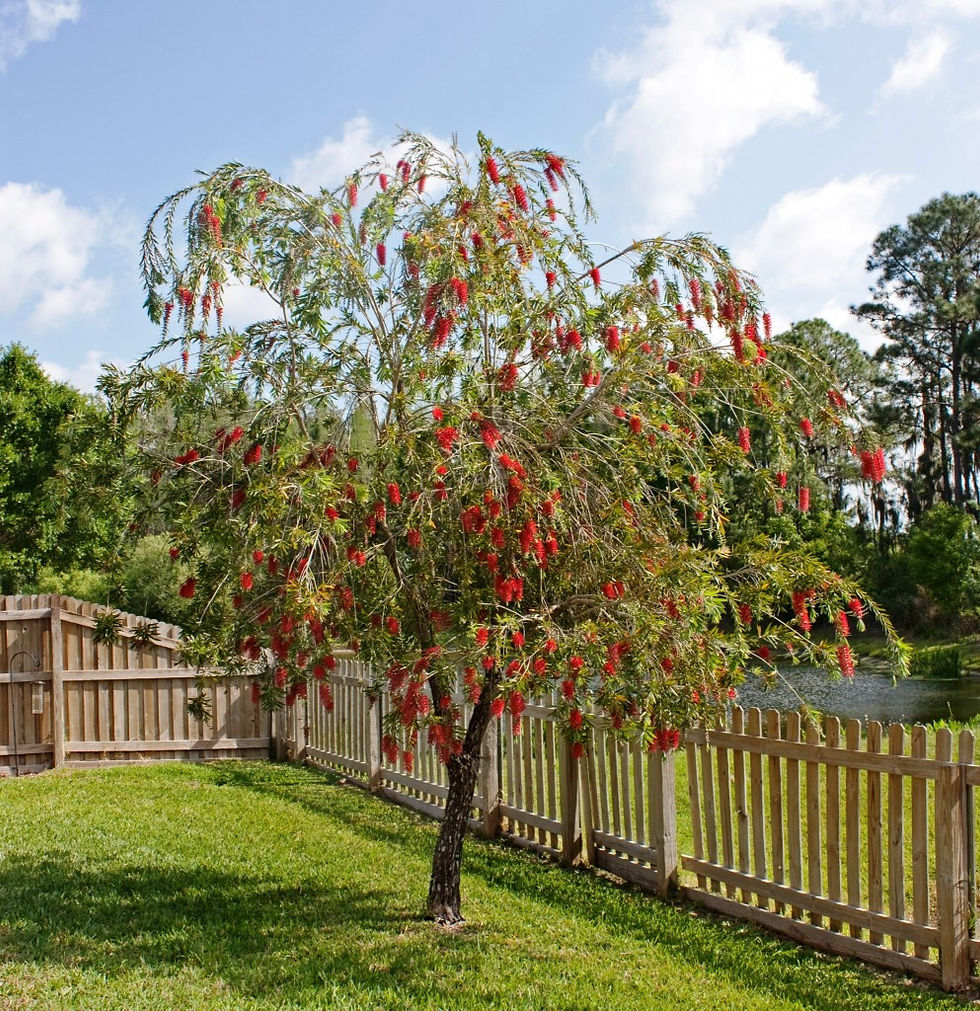 Thumbnail: Bottlebrush - Weeping