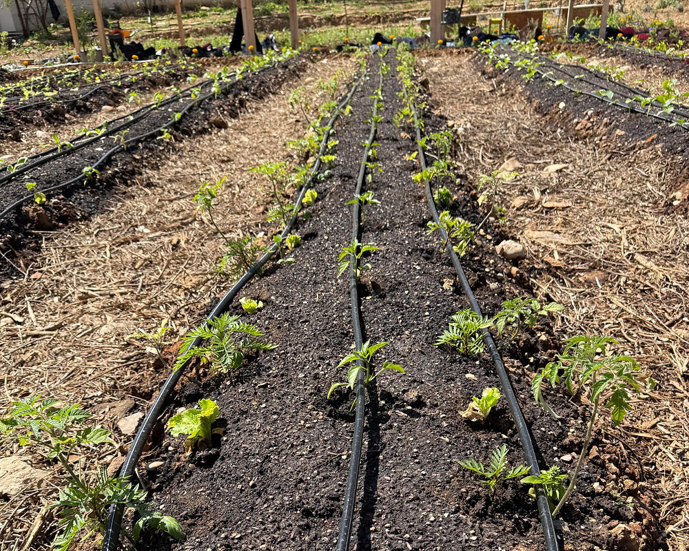 vegetable seedlings growing out of the hugelbeds
