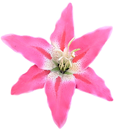 Pink Lily
