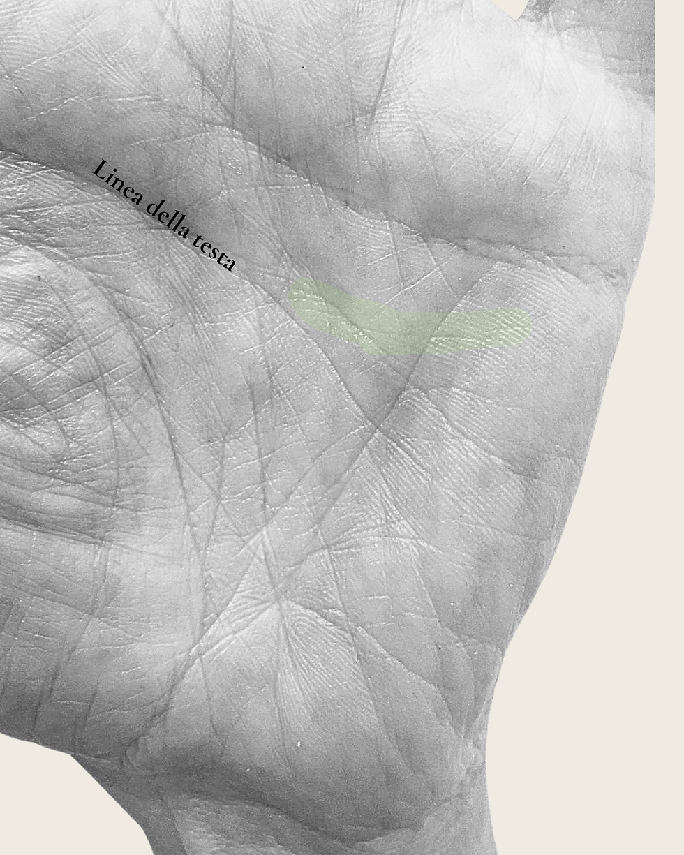 ramo della linea della testa