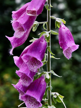 Farewell to Still Blooming