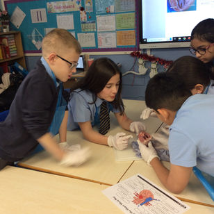 Class 6 Explores The Heart