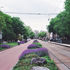 Film photo of tram tracks and a bike lane in Amsterdam. Purple flowers fill the median between the two, and lush, green trees line the edge of the photo. City buildings can be seen in the distance. Someone is biking towards the camera.