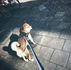 n hund som står på en trottoar och sol som ger en reflex i gatan.
