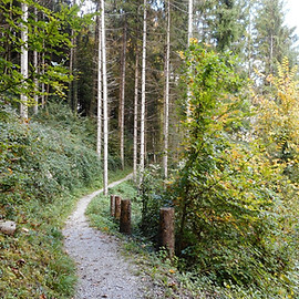 Wanderweg durch einen ruhigen Wald