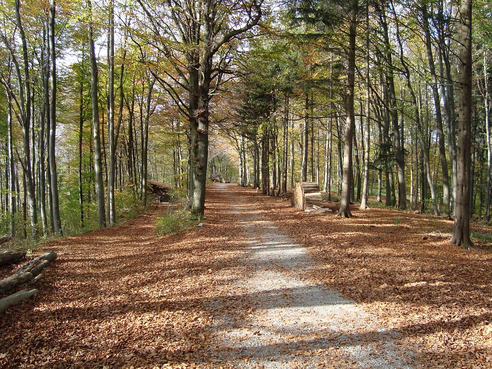 Wanderweg auf dem Uetliberg - im Herbst