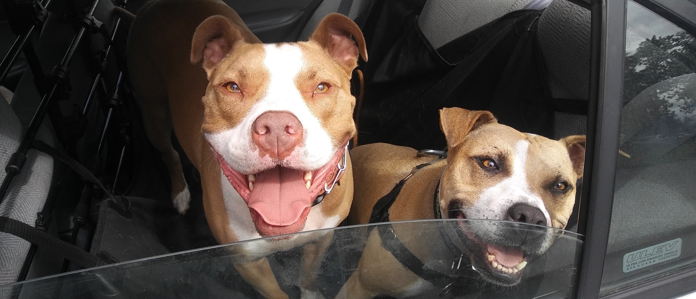 The Balanced Dog Balanced Dog Training Portland, OR