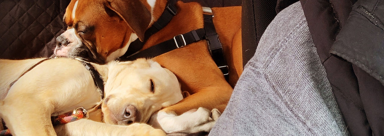 Dogs snuggling