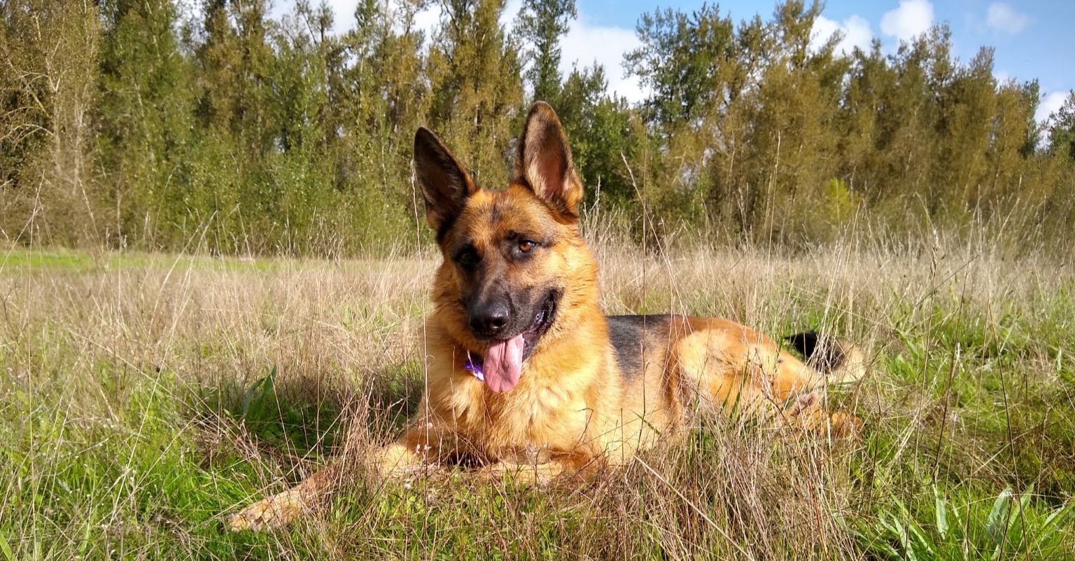 The Balanced Dog Balanced Dog Training Portland, OR