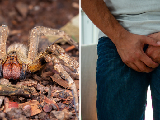 Revelan el aterrador efecto del veneno de la araña errante brasileña: erecciones dolorosas de hasta cuatro horas