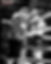13653085_1339793949384136_1971190577046549652_o.jpeg
