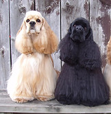 Cocker Spaniel