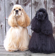 Cocker Spaniels