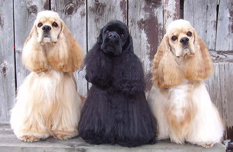 Cocker Spaniels