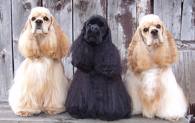 Cocker Spaniels