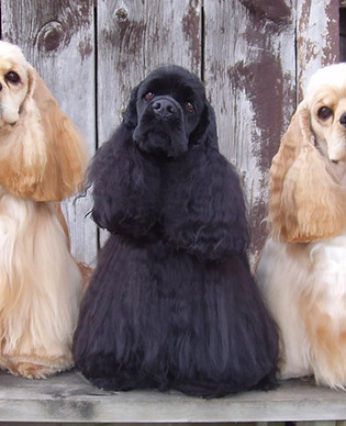 Cocker Spaniels
