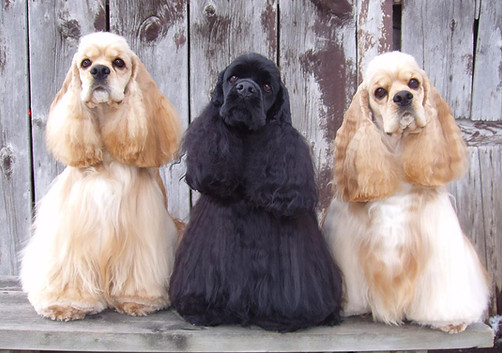 Cocker Spaniels