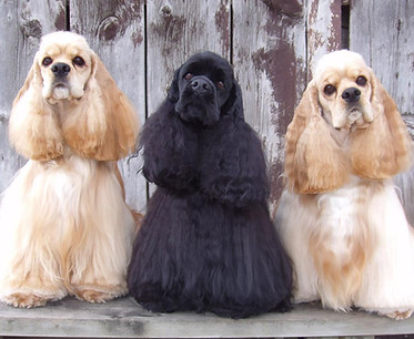 Cocker Spaniels