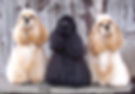 Cocker Spaniels