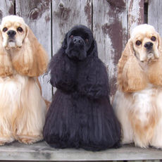 Hunde richtig scheren