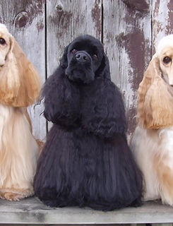 Cocker Spaniels