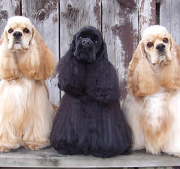 Cocker Spaniels