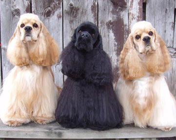 Cocker Spaniels