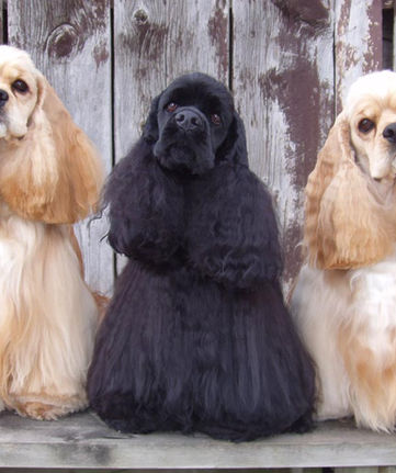 Cocker Spaniels
