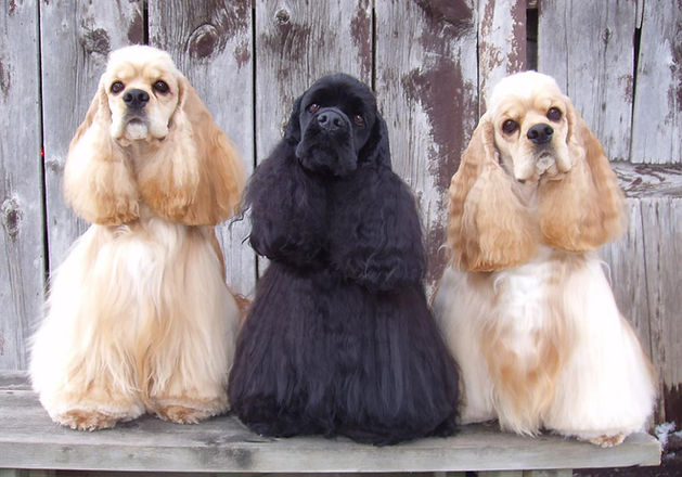 Cocker Spaniels