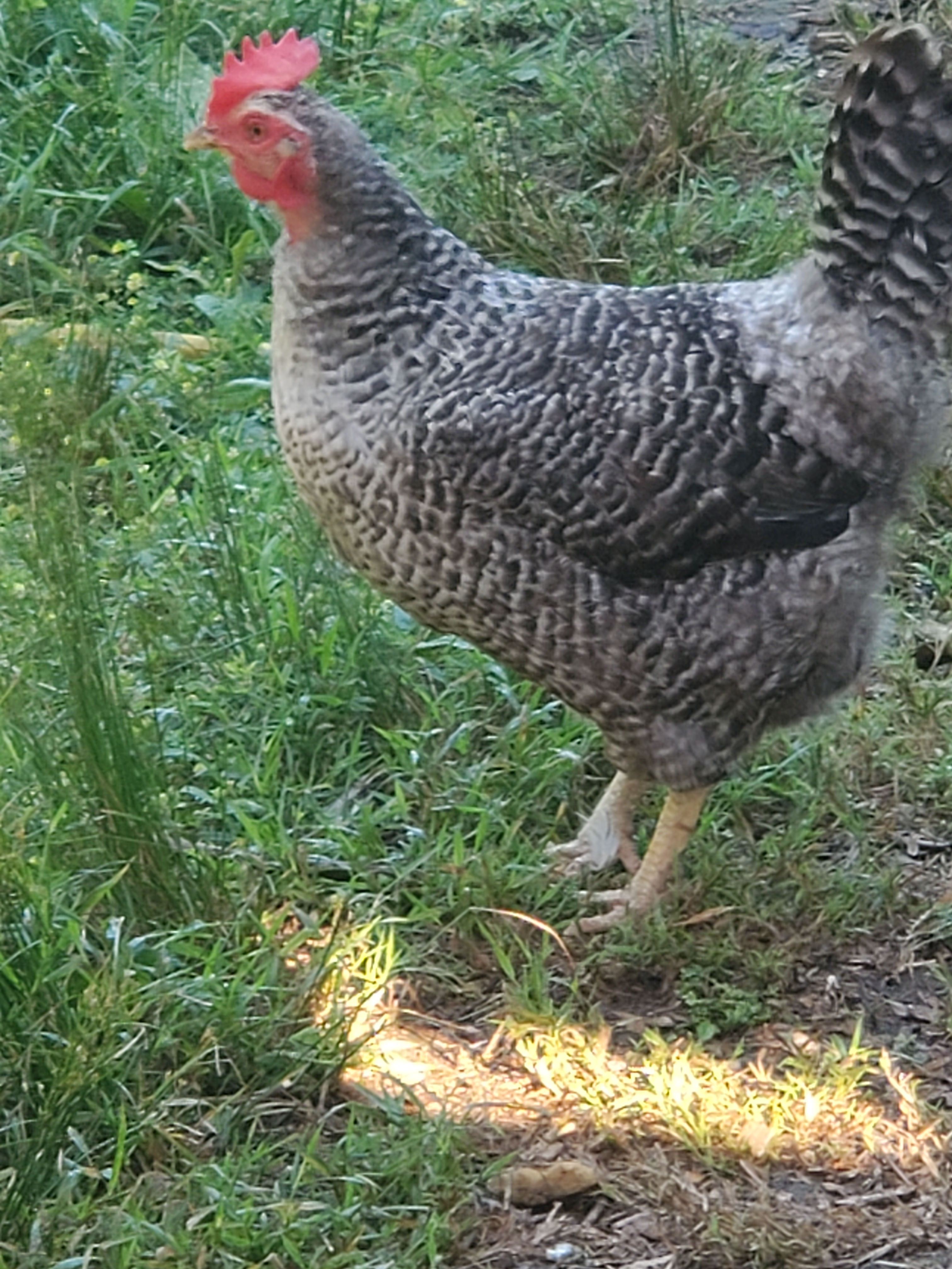 Cuckoo Maran Hen