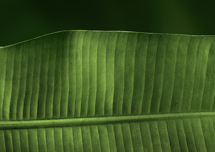 Green Leaf