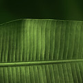 Green Leaf