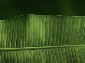 Grünes Blatt