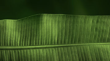 Green Leaf